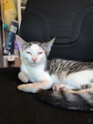 Shelter Stray Female Cat last seen Near Savannah Ter Stone Mountain, 30083, 30083, GA, 3280 Chamblee Dunwoody Rd, Chamblee, GA 30341, USA