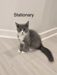 Shelter Stray Female Cat last seen Near Rockbridge Heights Dr, Stone Mount., GA 30083, 30083, GA, 3280 Chamblee Dunwoody Rd, Chamblee, GA 30341, USA