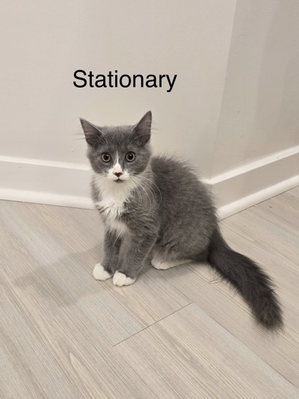 Shelter Stray Female Cat last seen Near Rockbridge Heights Dr, Stone Mount., GA 30083, 30083, GA, 3280 Chamblee Dunwoody Rd, Chamblee, GA 30341, USA