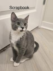 Shelter Stray Female Cat last seen Near Rockbridge Heights Dr, Stone Mount., GA 30083, 30083, GA, 3280 Chamblee Dunwoody Rd, Chamblee, GA 30341, USA