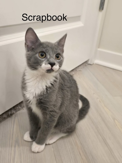 Shelter Stray Female Cat last seen Near Rockbridge Heights Dr, Stone Mount., GA 30083, 30083, GA, 3280 Chamblee Dunwoody Rd, Chamblee, GA 30341, USA