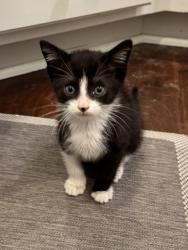 Shelter Stray Male Cat last seen Near Dunwoody Crossing Unit D Atlanta, GA 30338, 30338, GA, 3280 Chamblee Dunwoody Rd, Chamblee, GA 30341, USA