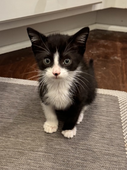 Shelter Stray Male Cat last seen Near Dunwoody Crossing Unit D Atlanta, GA 30338, 30338, GA, 3280 Chamblee Dunwoody Rd, Chamblee, GA 30341, USA