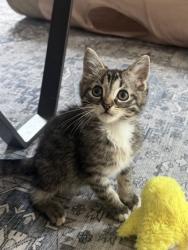 Shelter Stray Male Cat last seen Near Pequea Dr Lithonia, 30038, 30038, GA, 3280 Chamblee Dunwoody Rd, Chamblee, GA 30341, USA