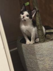 Shelter Stray Male Cat last seen Near Pequea Dr Lithonia, 30038, 30038, GA, 3280 Chamblee Dunwoody Rd, Chamblee, GA 30341, USA