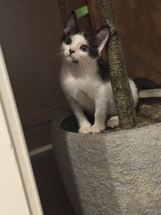 Shelter Stray Male Cat last seen Near Pequea Dr Lithonia, 30038, 30038, GA, 3280 Chamblee Dunwoody Rd, Chamblee, GA 30341, USA