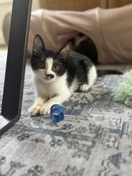 Shelter Stray Female Cat last seen Near Pequea Dr Lithonia, 30038, 30038, GA, 3280 Chamblee Dunwoody Rd, Chamblee, GA 30341, USA
