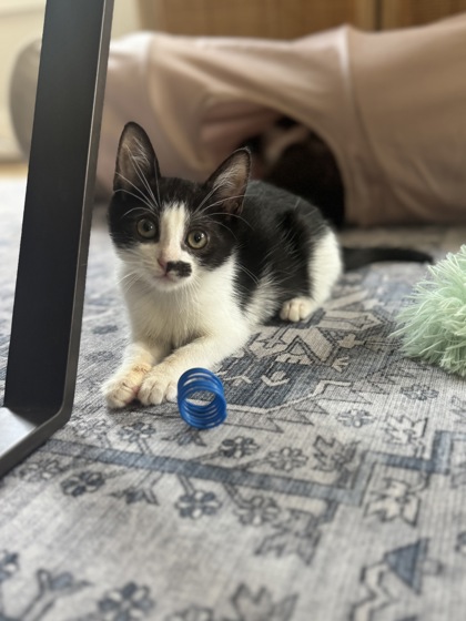 Shelter Stray Female Cat last seen Near Pequea Dr Lithonia, 30038, 30038, GA, 3280 Chamblee Dunwoody Rd, Chamblee, GA 30341, USA