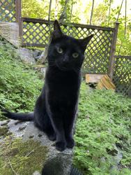 Reunited Female Cat last seen 249th Avenue SE Maple Valley, Maple Valley, WA 98038
