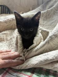 Shelter Stray Female Cat last seen Near The Trace, Lithonia, GA 30058, 30058, GA, 3280 Chamblee Dunwoody Rd, Chamblee, GA 30341, USA