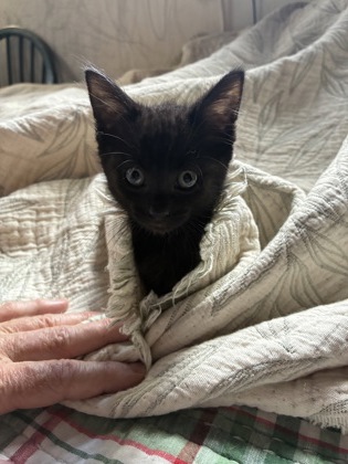 Shelter Stray Female Cat last seen Near The Trace, Lithonia, GA 30058, 30058, GA, 3280 Chamblee Dunwoody Rd, Chamblee, GA 30341, USA