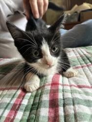 Shelter Stray Male Cat last seen Near The Trace, Lithonia, GA 30058, 30058, GA, 3280 Chamblee Dunwoody Rd, Chamblee, GA 30341, USA