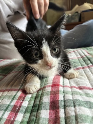 Shelter Stray Male Cat last seen Near The Trace, Lithonia, GA 30058, 30058, GA, 3280 Chamblee Dunwoody Rd, Chamblee, GA 30341, USA