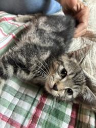 Shelter Stray Female Cat last seen Near The Trace, Lithonia, GA 30058, 30058, GA, 3280 Chamblee Dunwoody Rd, Chamblee, GA 30341, USA