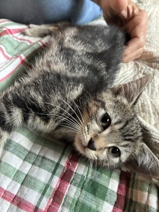 Shelter Stray Female Cat last seen Near The Trace, Lithonia, GA 30058, 30058, GA, 3280 Chamblee Dunwoody Rd, Chamblee, GA 30341, USA
