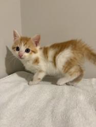 Shelter Stray Male Cat last seen Near Velma Ct Ellenwood Georgia 30294, 30294, GA, 3280 Chamblee Dunwoody Rd, Chamblee, GA 30341, USA