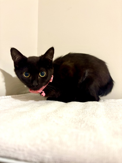 Shelter Stray Female Cat last seen Tienda El Tikal Chamblee ga 30341, 30341, GA, 3280 Chamblee Dunwoody Rd, Chamblee, GA 30341, USA