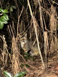 Found/Stray Unknown Cat last seen Smyrna street near laundry mat, Smyrna, GA 30082