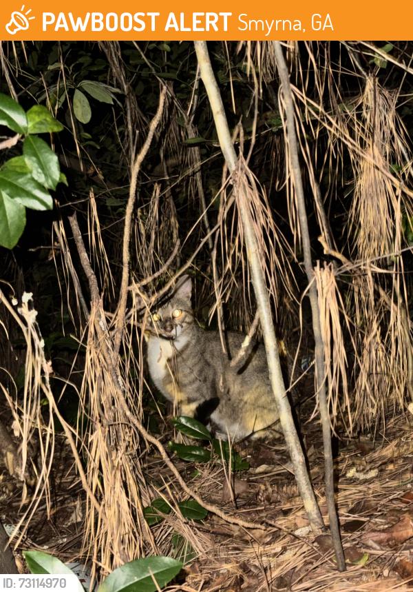 Found/Stray Unknown Cat last seen Smyrna street near laundry mat, Smyrna, GA 30082