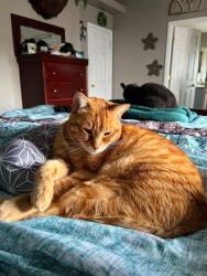 Lost Male Cat last seen Contrail, Spanish Springs, NV 89441