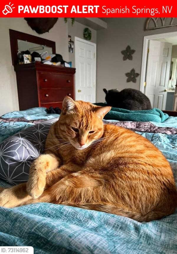 Lost Male Cat last seen Contrail, Spanish Springs, NV 89441