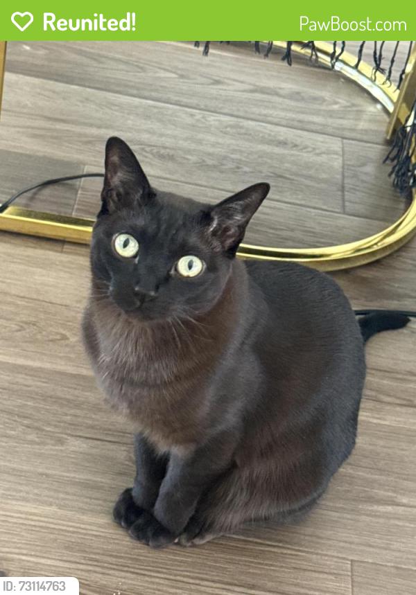 Reunited Male Cat last seen parker’s creek townhouses - fort monmouth, Oceanport, NJ 07757