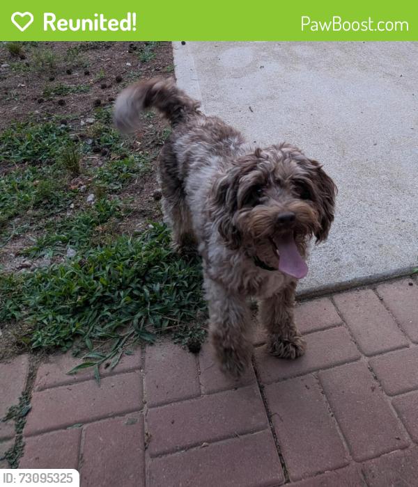 Reunited Female Dog last seen Between exit 148 & 150, Graham, NC 27253
