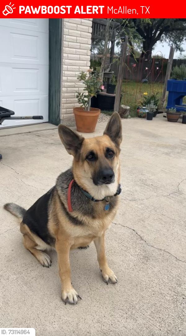 Lost Female Dog last seen Bentsen road, McAllen, TX 78504