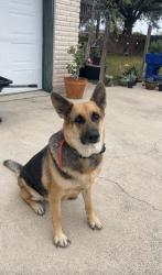 Lost Female Dog last seen Bentsen road, McAllen, TX 78504