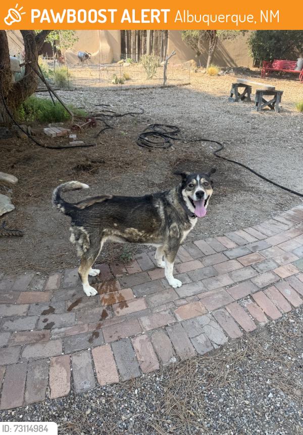 Found/Stray Female Dog last seen 12th St. and Matthew Avenue, Albuquerque, NM 87107