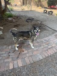 Found/Stray Female Dog last seen 12th St. and Matthew Avenue, Albuquerque, NM 87107