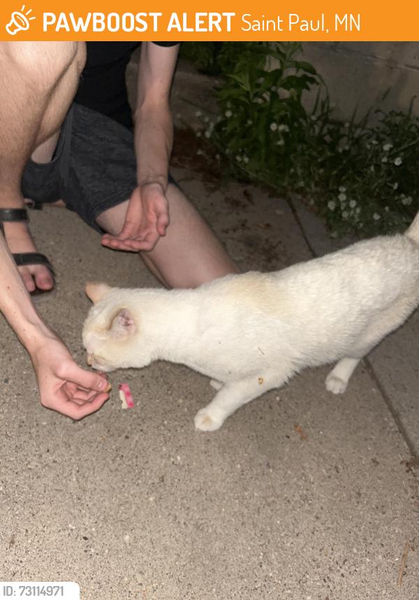 Found/Stray Male Cat last seen Victoria and Englewood, Saint Paul, MN 55104