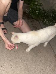 Found/Stray Male Cat last seen Victoria and Englewood, Saint Paul, MN 55104