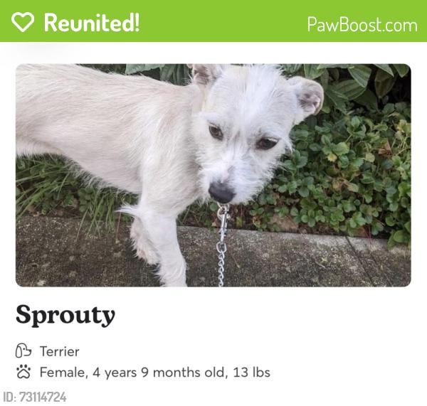 Reunited Female Dog last seen Waverley and Sacramento, Lakewood, WA 98499