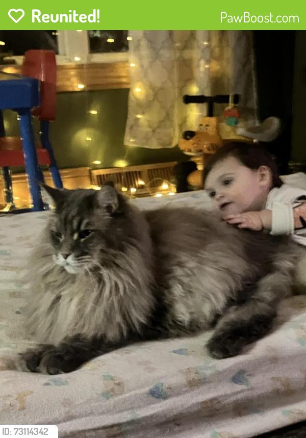 Reunited Male Cat last seen Triton high school, Runnemede, NJ 08078