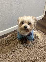 Reunited Male Dog last seen Manchester blvd and halldale blvd, Los Angeles, CA 90047