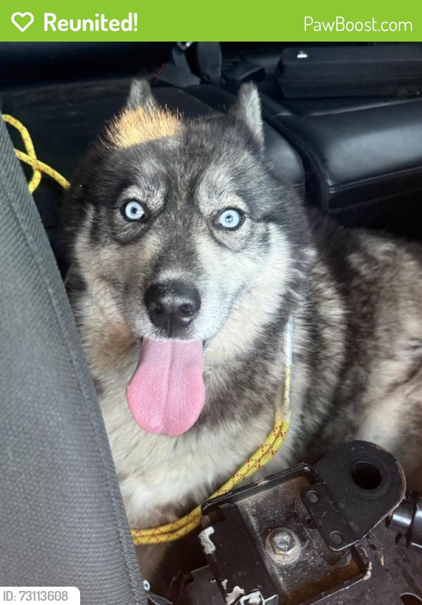Reunited Female Dog last seen 92-08 222nd St, Queens Village, NY 11428, USA, Queens, NY 11428