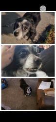 Reunited Male Dog last seen 7th and beech, San Diego, CA 92101