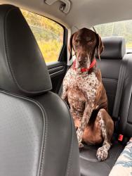 Reunited Male Dog last seen Cross Creek neighborhood Hampstead, Hampstead, NC 28443