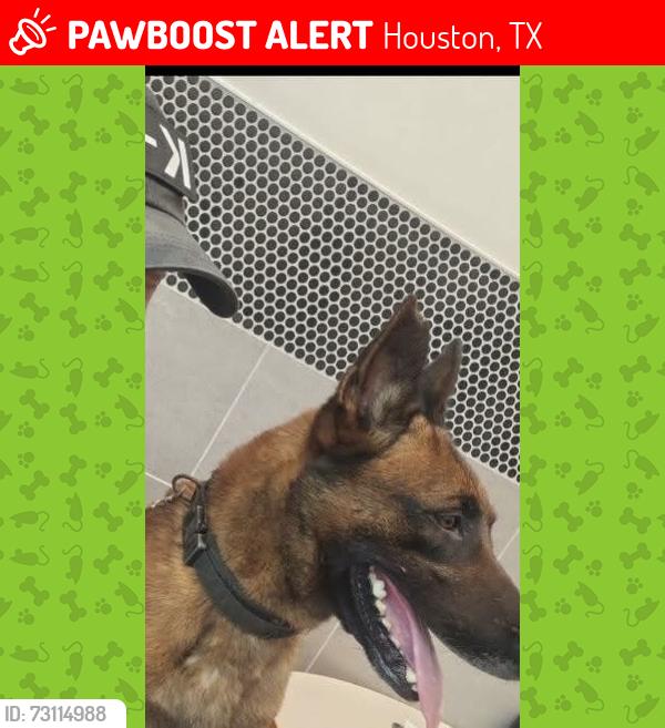 Lost Male Dog last seen South meadow and Fodren, Houston, TX 77071