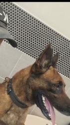 Lost Male Dog last seen South meadow and Fodren, Houston, TX 77071