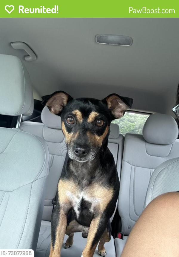 Reunited Male Dog last seen 42nd Terrace Rd, Marion Oaks, FL 34473