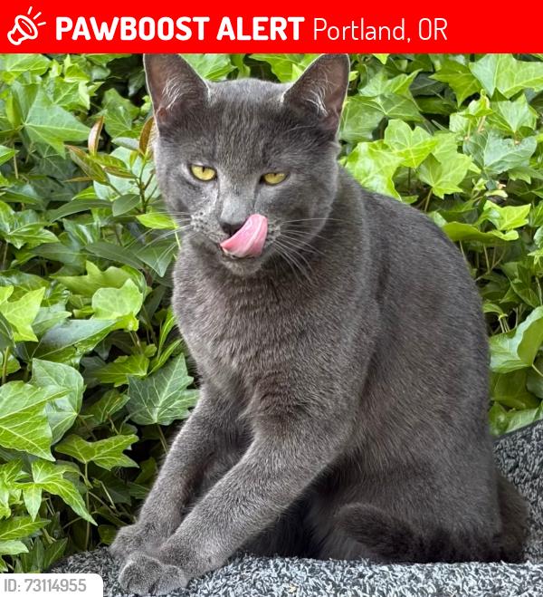 Lost Male Cat last seen Lombard and Fowler Ave, Portland, OR 97217
