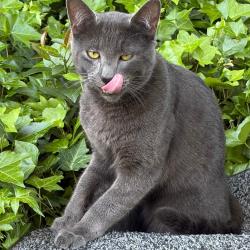 Lost Male Cat last seen Lombard and Fowler Ave, Portland, OR 97217