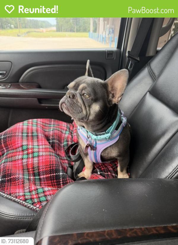 Reunited Female Dog last seen White oak rd and George ritchey rd, White Oak, TX 75693