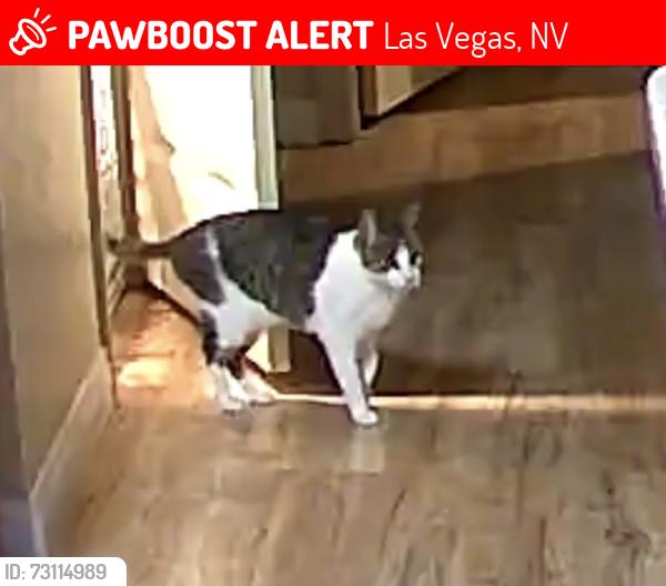 Lost Female Cat last seen Rio vista and rome, Las Vegas, NV 89131