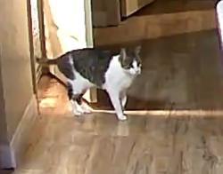 Lost Female Cat last seen Rio vista and rome, Las Vegas, NV 89131