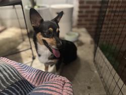 Reunited Female Dog last seen Memorial Park Cemetery, Tulsa, OK 74145