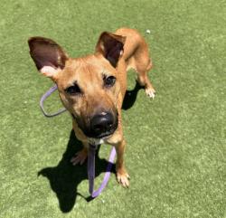 Shelter Stray Male Dog last seen Near Mission Avenue, Oceanside, CA, 92058, Oceanside, CA 92058, USA