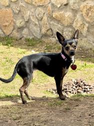 Lost Female Dog last seen Hayes Community, El Paso, TX 79906